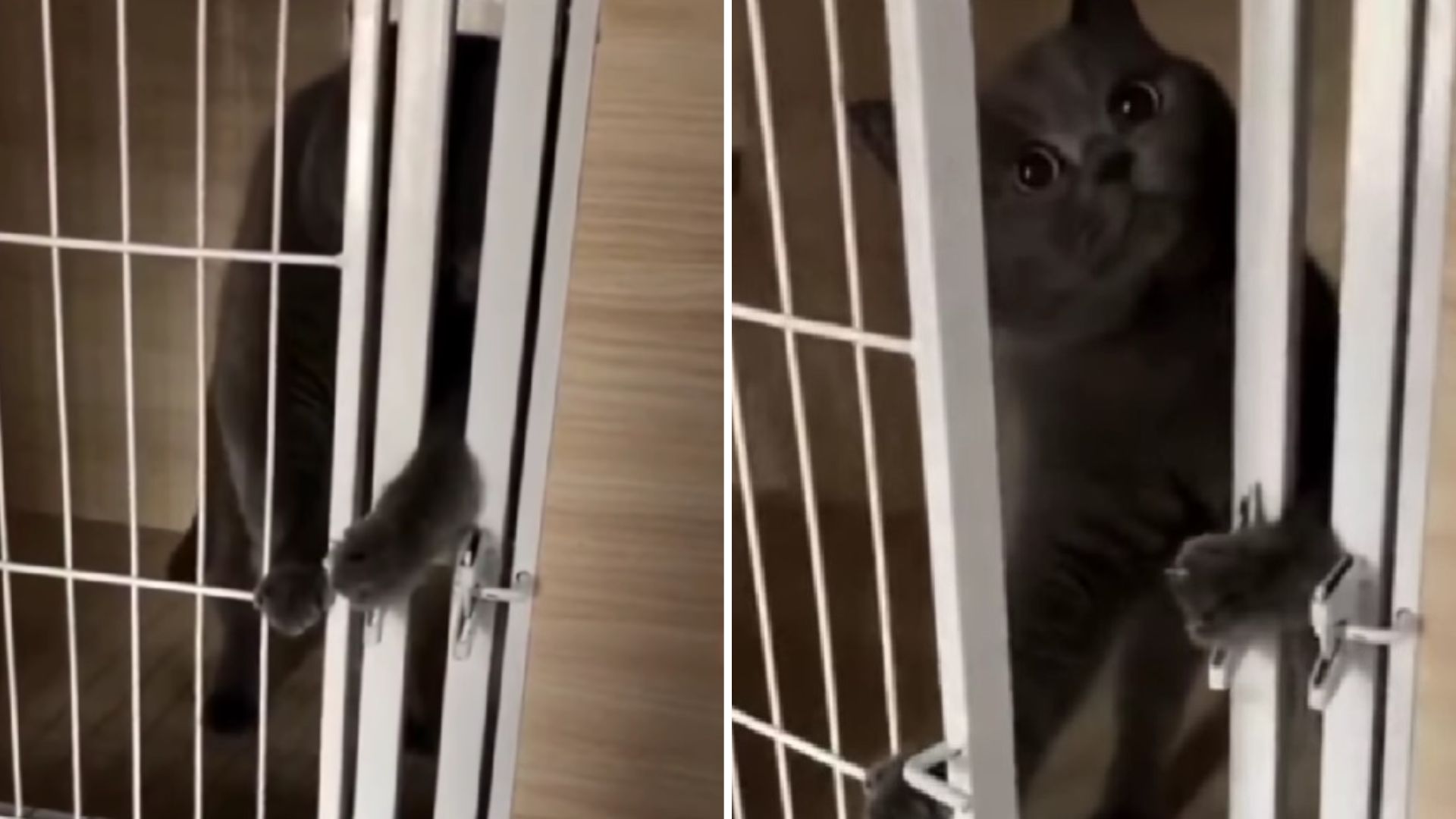 cat learns to open his cage