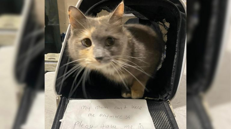 cat left at shelter