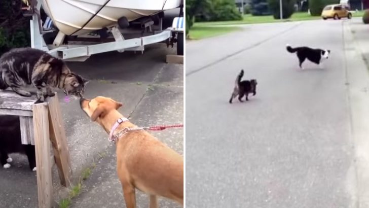 Cat Showing A Dog Who’s The Boss Will Make You Laugh Out Loud