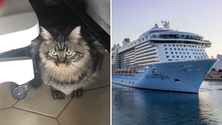 cat on a cruise ship