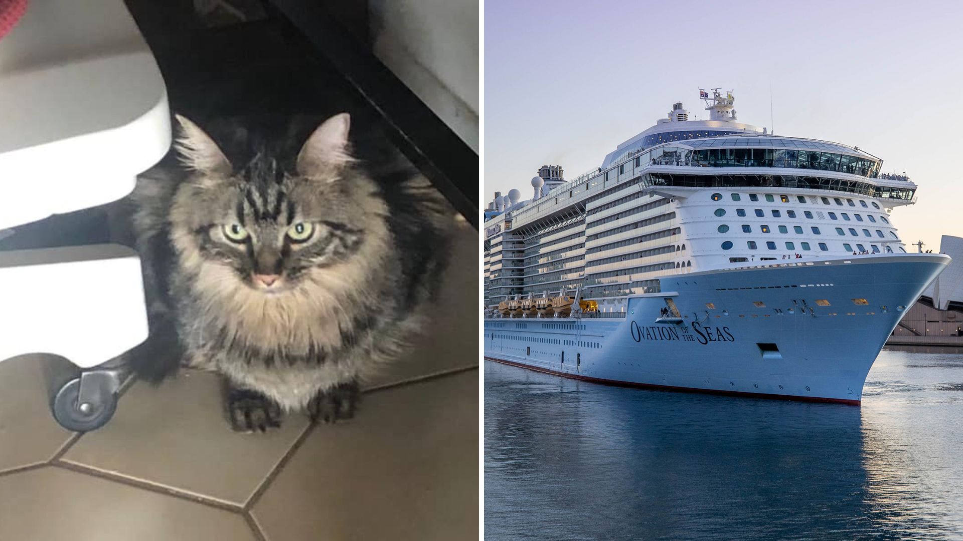 cat on a cruise ship