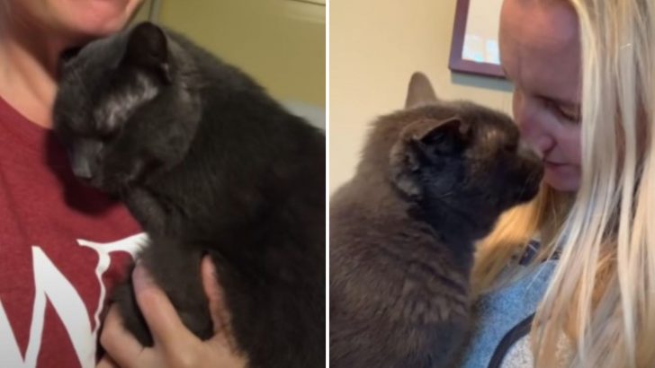 Cat Suffering From Leukemia Was Withering Away At The Shelter Until This Woman Took Him Home