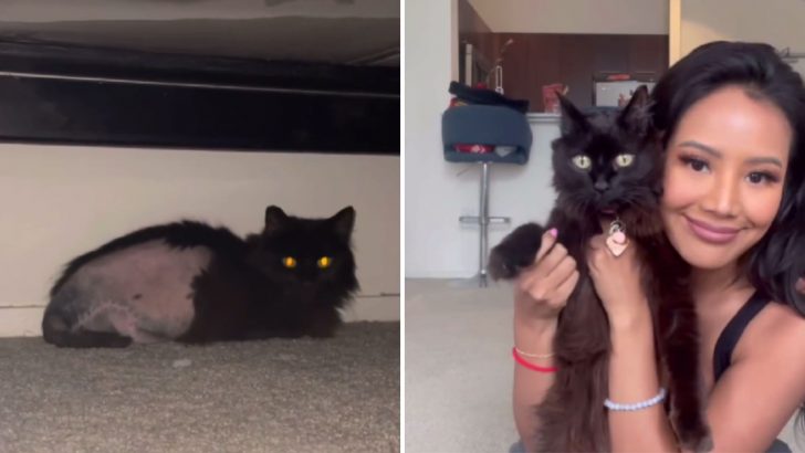 LA Actress Takes In A Cat With Cancer To Ease Her Final Days But Then A Miracle Happens