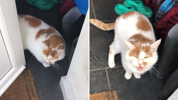 Cats’ Tears Unveil Hidden Heartache As She Fears Her Owner’s Not Coming Back From Work