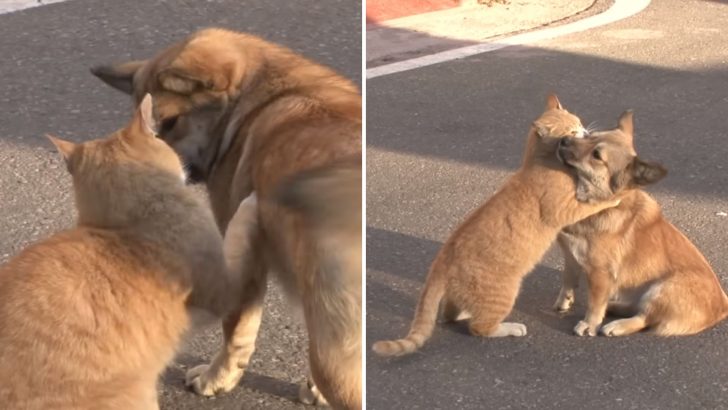 Compassionate Cat Comforts A Lonely Dog Yearning For Owner’s Return And Saves Both Their Lives