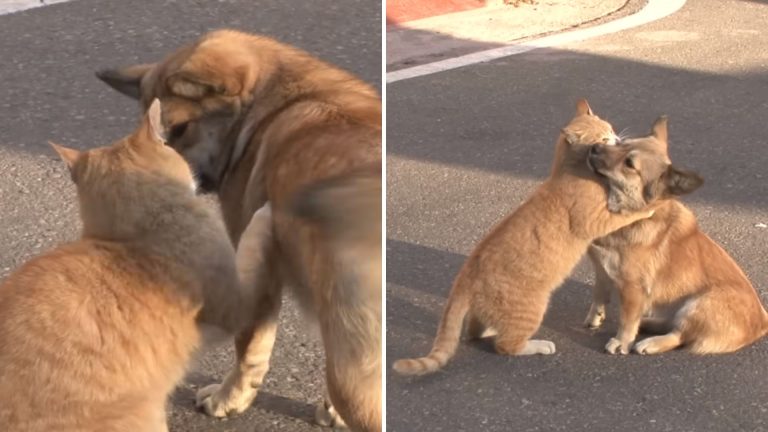 cat comforts a lonely dog