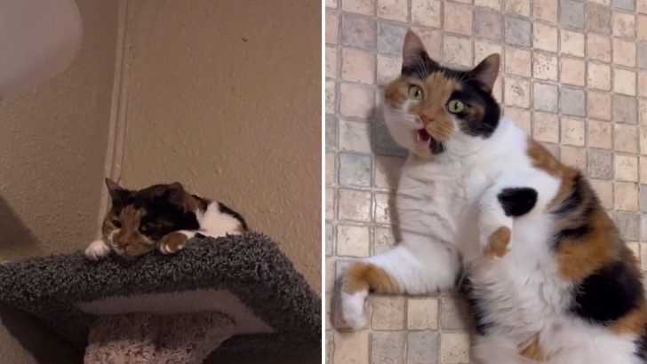 Couple Adopts A Quiet Shelter Cat Realizing Later She’s A True Attention Seeker
