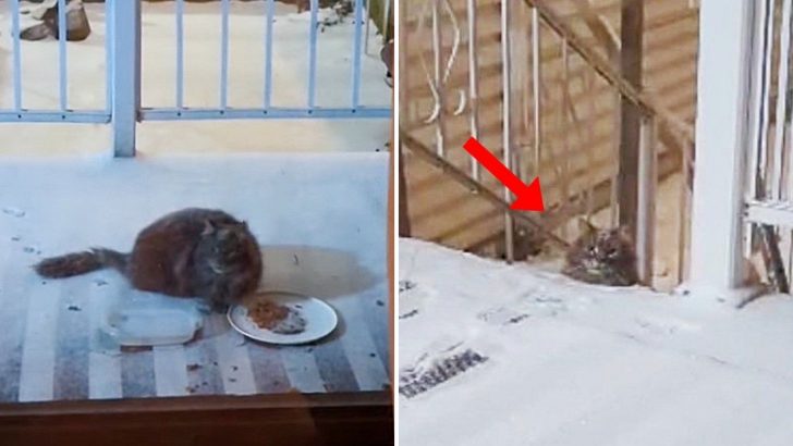 Couple’s Persistence Saves Scared Stray Cat In Need During The Snowstorm