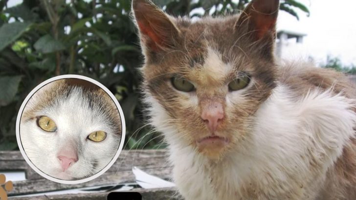 Cruelly Abandoned Cat Begs For A Second Chance, Then A Miracle Happens