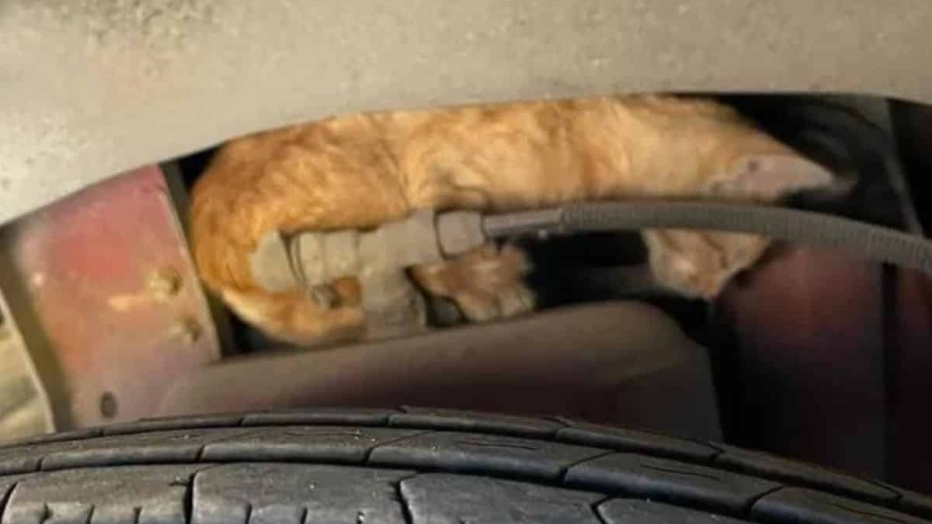 orange kitten stuck inside bus engine