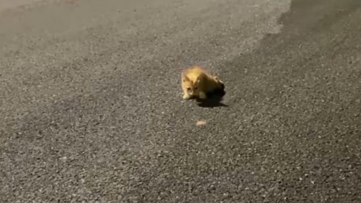 Disabled Kitten Crawls Down A Lonely Dark Road Desperately Crying For Help