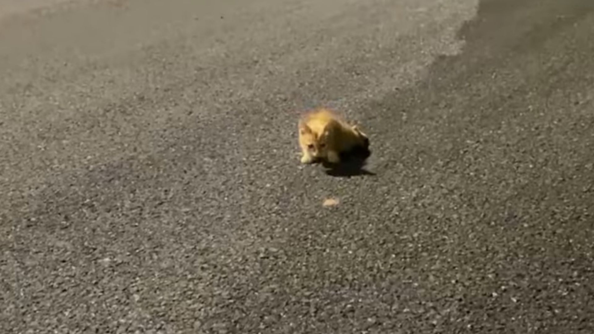 disabled kitten crawling on road