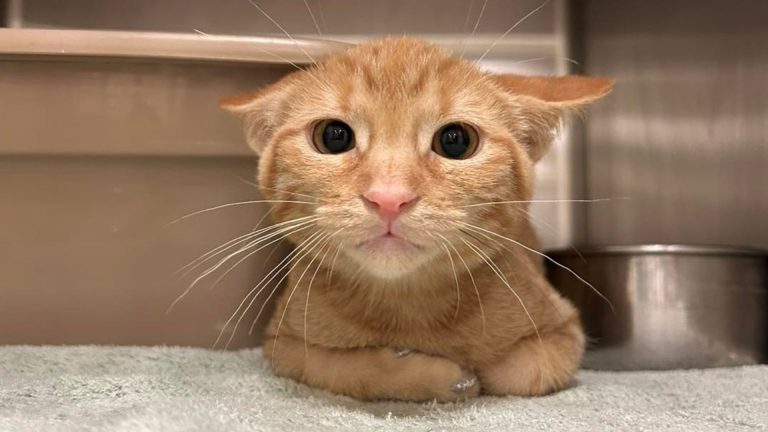 photo of a ginger cat