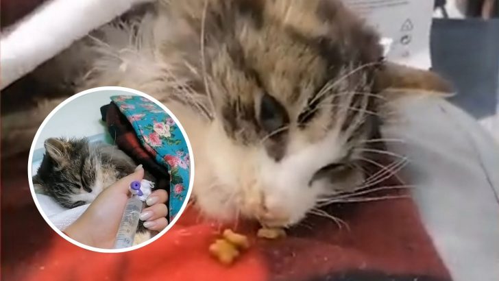 Everyone Ignored This Sick Cat Lying Helplessly On The Road When A Ray Of Hope Appeared