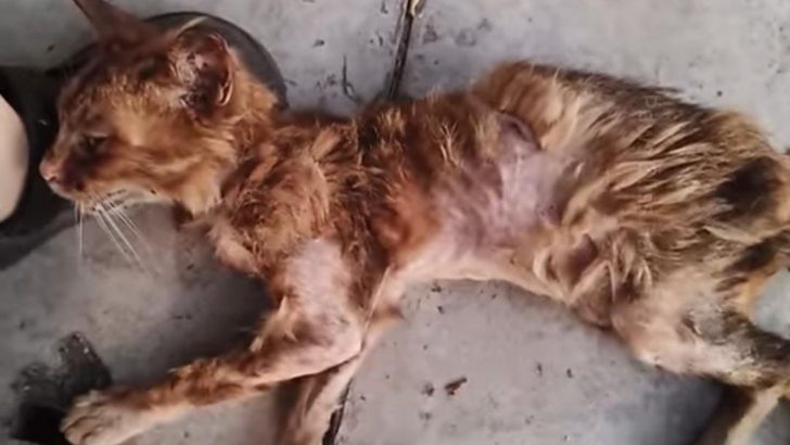 Emaciated Stray Cat Longing For Love Undergoes A Remarkable Transformation