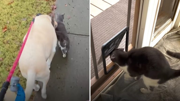 cat peeks at cat door