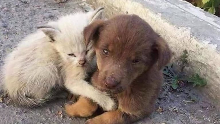 dog and cat comforting each other