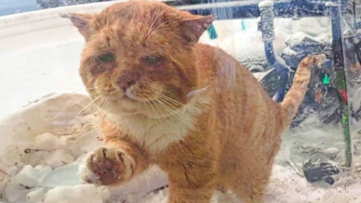 Freezing Cat Appears At The Door Out Of Nowhere, Begging For A Warm Home