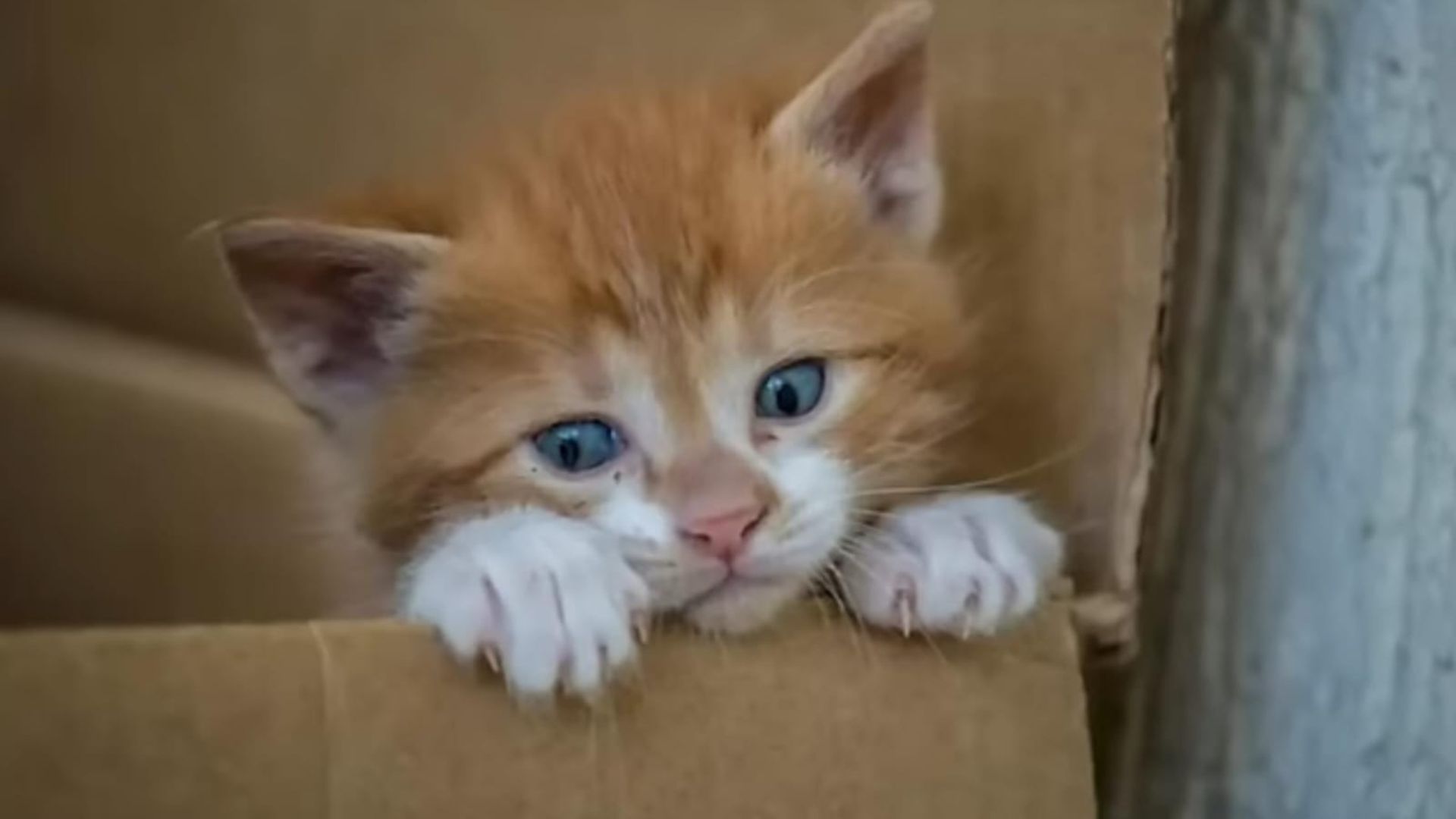 kitten in a box