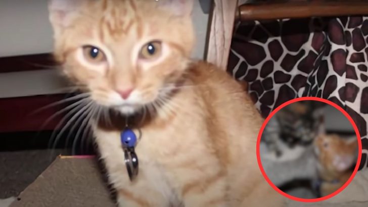 Heartbroken Kitten Couldn’t Stop Crying Until His Forever Mom Figured Out What Was Missing