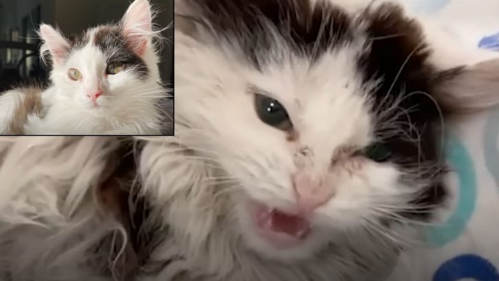 Hissing Feral Cat Transforms In Just 30 Days And Learns To Love For The First Time In Her Life