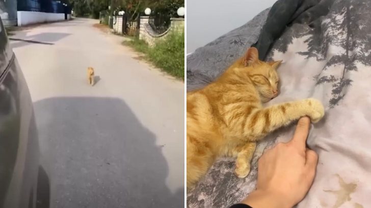 How A Stray Cat Chased Down A Woman And Secured Herself A Forever Home