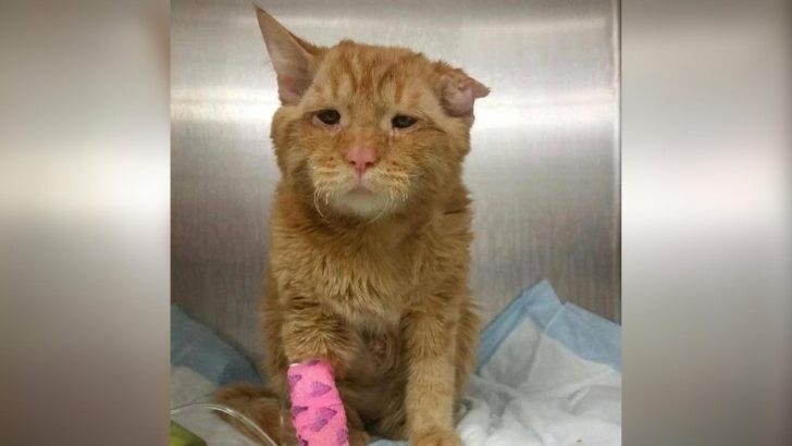 Just When The Shelter Was Ready To Give Up On This Sad Cat, A Fortune Finally Smiled Upon Him