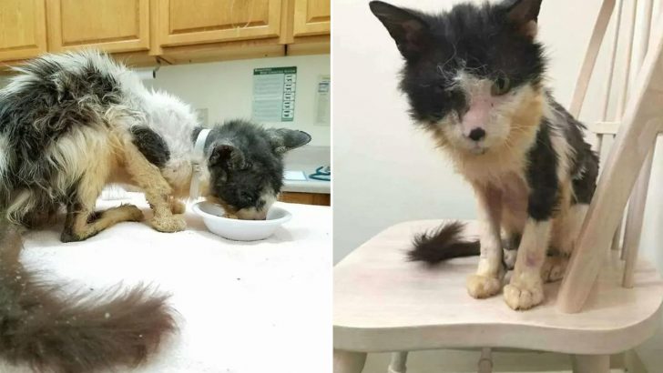 Kind-Hearted Vet Saves A Sick Cat From Euthanasia Just In Time