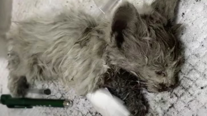 Kitten Covered In Mud Living His Last Moments Gets Rescued In The Nick Of Time