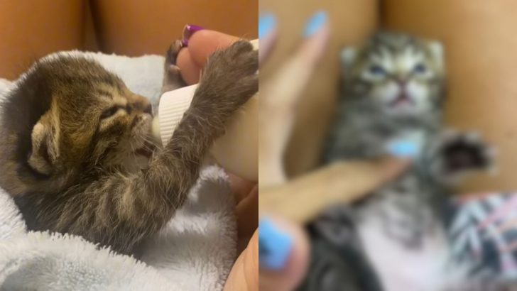 Kitten Found On A Parking Lot In A Heartbreaking Condition Has An Inspiring Story To Tell