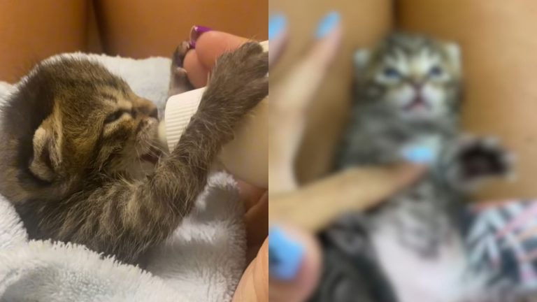 bottle feeding a kitten