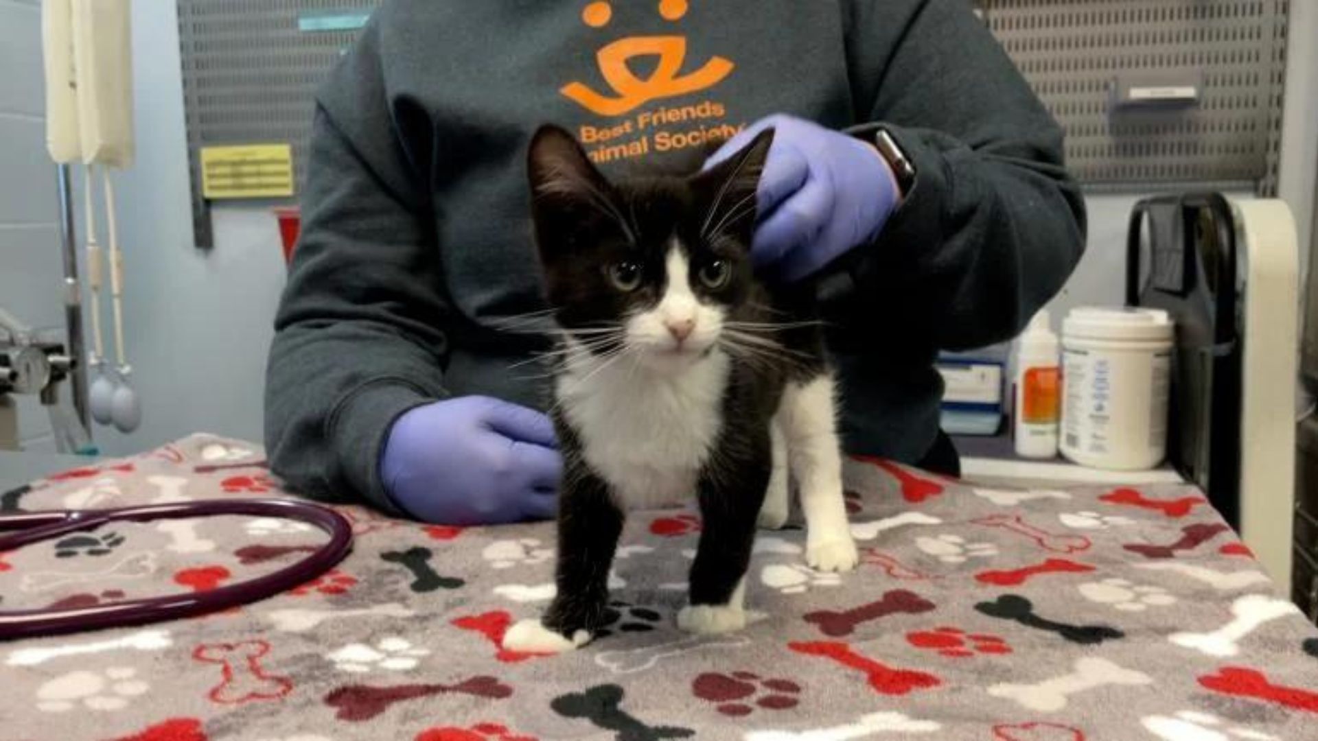 black and white kitten