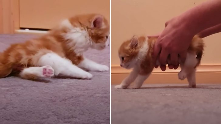 Kitten Who Couldn’t Even Stand Overcomes The Odds In An Unbelievable Transformation