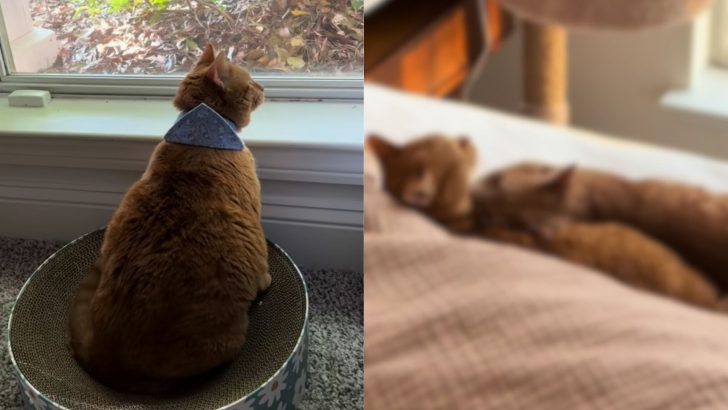 Lonely Elderly Cat Meets Her Baby Brother, What Happens Next Will Melt Your Heart