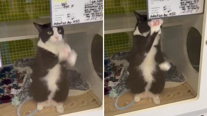Lonely Shelter Cat Spends Months Waving At Passersby, Longing For A Forever Home