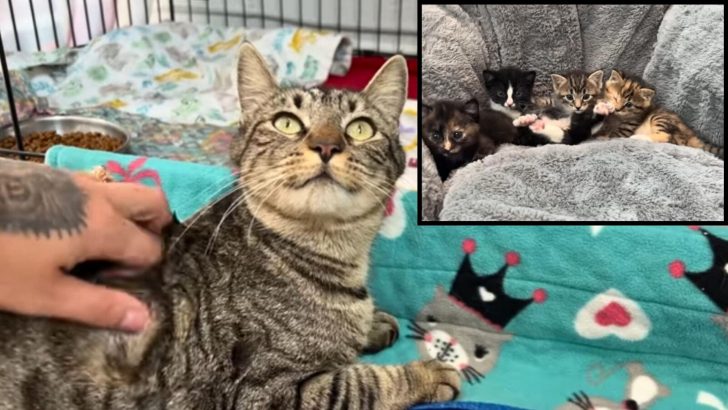 Mama Cat Finally Finds Her Kittens After Weeks Apart, And Their Adorable Reunion Melts Hearts