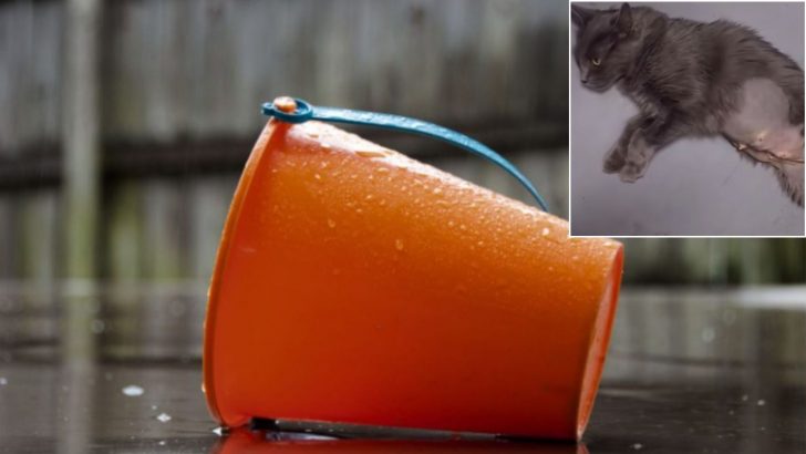 Mama Cat Seeks Refuge In A Bucket During Rainstorm Minutes After Losing Her Babies