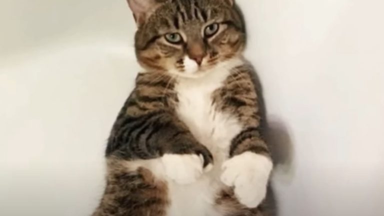 man adopts a cat with giant paws