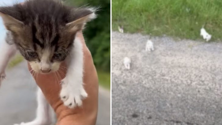 Man Finds An Abandoned Kitten By The Road And Walks Right Into An Unbelievable Trap