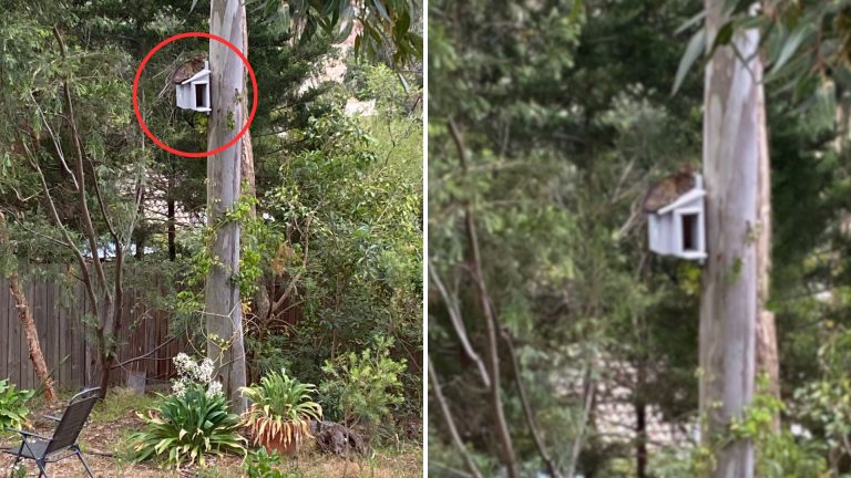 owl nesting box nested cat