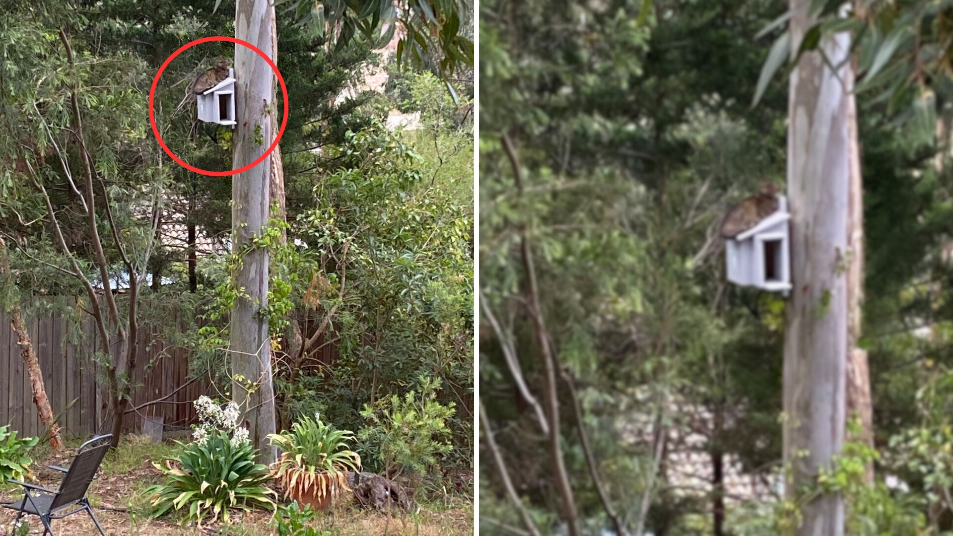 owl nesting box nested cat