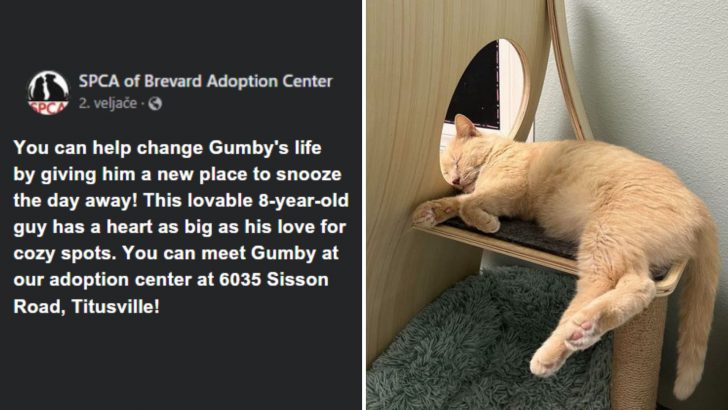 Man Is Shocked To See That His Long-Lost Cat Has Been Put On A Facebook Adoption Post