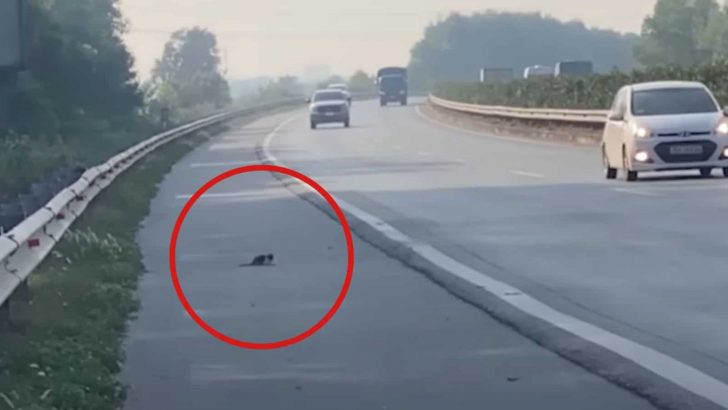Kitten Thrown Out Of A Speeding Car On Highway Saved In The Nick Of Time