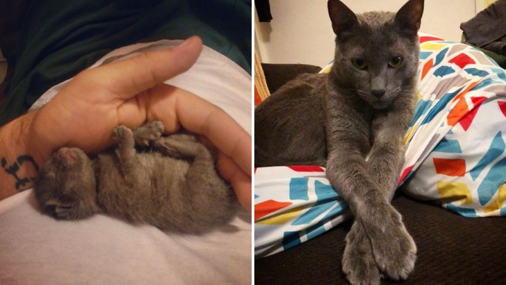Man Saves A Newborn Kitten From The Roof Of A Shed After Mama Cat Abandoned Him