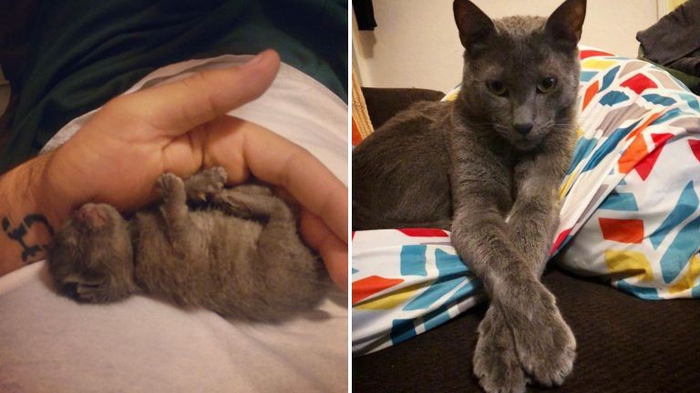 Man and newborn kitten