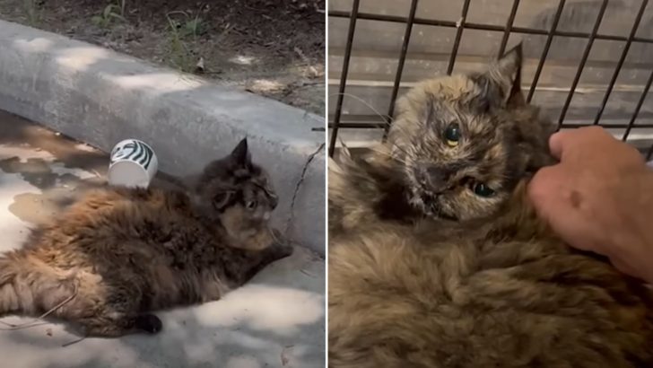 Man Worried The Cat He Rescued From Starbucks Wouldn’t Make It But Look At Her Now