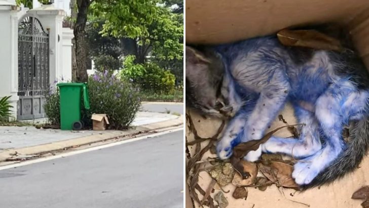 Man’s Heart Breaks As He Finds Kitten In Trash, Painted Blue For Cruel Amusement