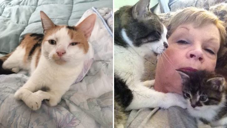 Meet The 72-Year-Old Guardian Angel Who’s Devoted Her Life To Help Disabled Cats