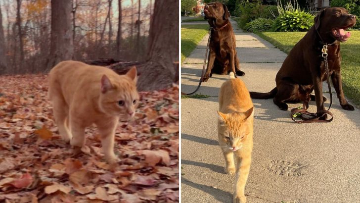 Moe Went From A Stray Cat To The Leader Of A Dog Pack In His Forever Home