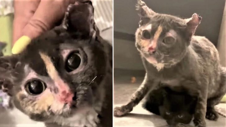 Mother Cat Severely Injured After Repeatedly Rushing Into The Flames To Save Her Babies
